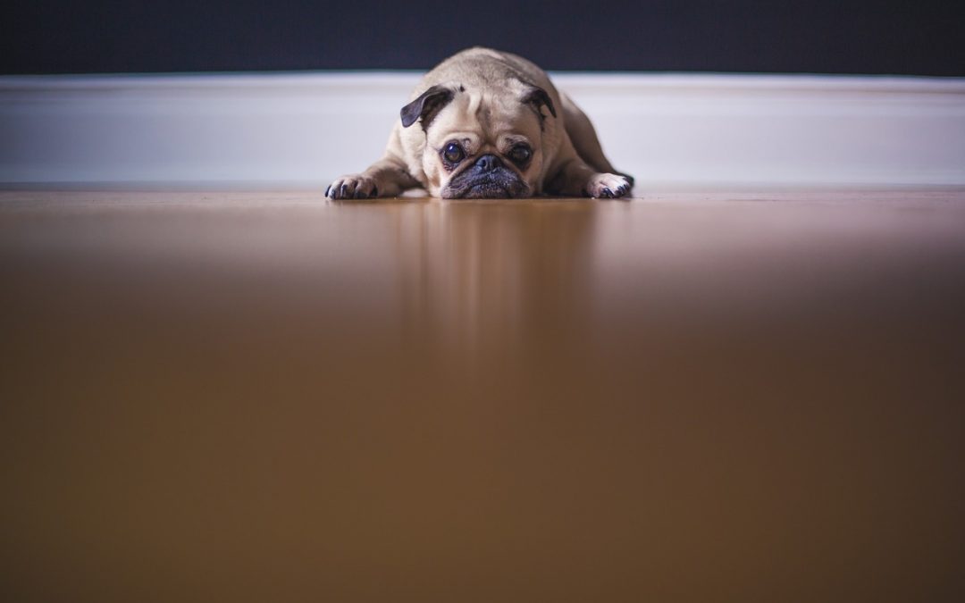 Top Five Excuses For Not Developing Online Courses*